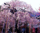 瑞龍寺のしだれ桜